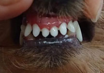 Чистка зубів собаці