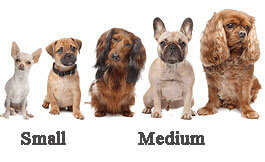 Розмір собаки Small/Medium
